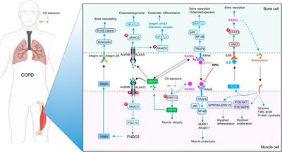 Editorial: Osteoporosis, sarcopenia and muscle-bone crosstalk in COPD